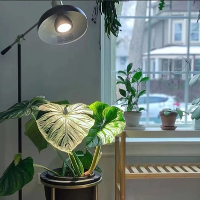 Éclairage de croissance des plantes LED 20W LEDPAR30 avec tension d'entrée 85V-265V et autre type de base